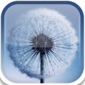 三星蒲公英動(dòng)態(tài)壁紙(Galaxy S3 Dandelion)