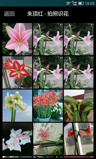 拍照識花(照片識花認草) v1.3.1.5 安卓版 2