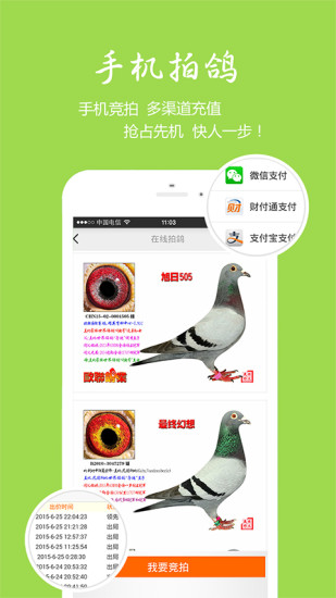 中國(guó)信鴿信息網(wǎng)2