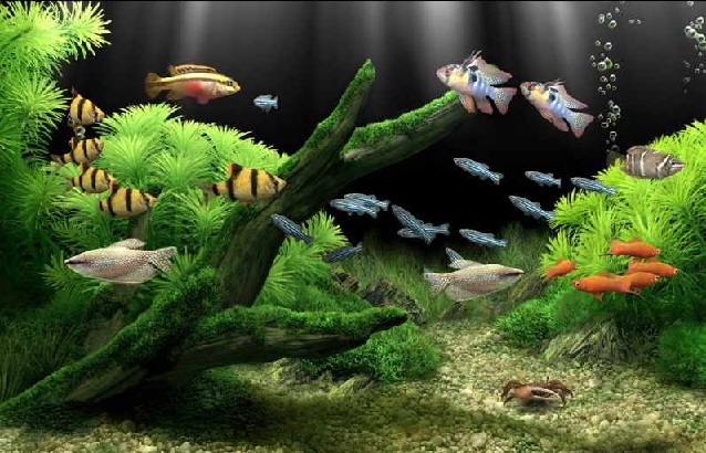 夢幻水族館屏保漢化版 v1.234 中文免費版 0