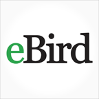 eBird(全球鳥類分布)