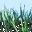 AutoGrass自動(dòng)植草(V-Ray Adv 2.X on 3dsMax)
