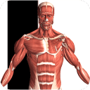 3d虛擬人體解剖(Visual Anatomy)
