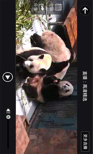 iPandaCam熊貓頻道3