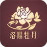 洛陽牡丹