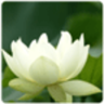 荷花動(dòng)態(tài)壁紙