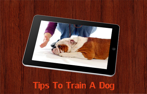 訓(xùn)練一只小狗大全(Tips To Train A Dog) v1.0 安卓版 0