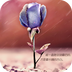 執(zhí)子手等花開(唯美壁紙)