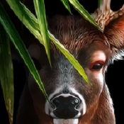 鹿的一生(Life Of Deer)