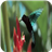 蜂鳥壁紙手機(jī)版(Hummingbirds Live Wallpaper)