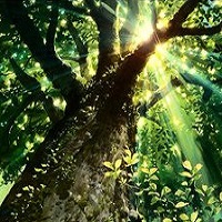 永恒古樹新起點2.0新春快樂