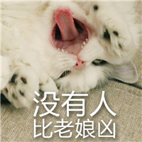 超兇貓咪表情包