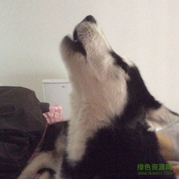 狗叫聲大全mp3