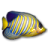 小魚動(dòng)態(tài)桌面