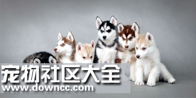 寵物app