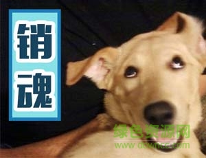 萌寵表情包