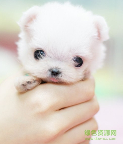 可愛(ài)茶杯貓圖片大全 共18款 0