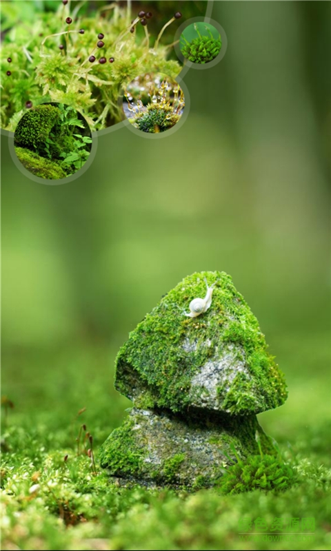 水苔與苔蘚生態(tài) v1.01 安卓版 0