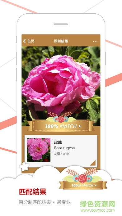 微軟識(shí)花官方app2