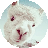 子路全網(wǎng)vip視頻觀看軟件