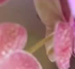浪漫蘭花叢婚禮相冊(cè)婚慶模板