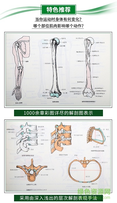 運(yùn)動(dòng)解剖學(xué)圖譜電子版  0