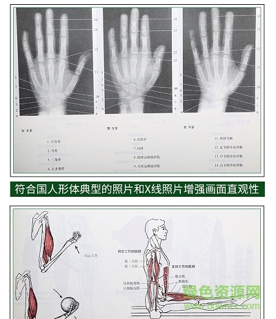 運(yùn)動(dòng)解剖學(xué)圖譜3pdf