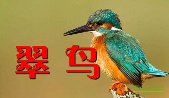 翠鳥免費ppt課件