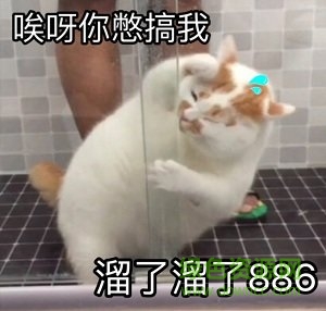 樓樓貓表情包
