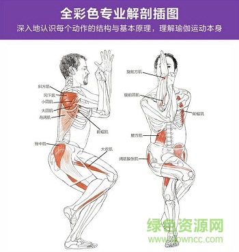 瑜伽解剖學電子書