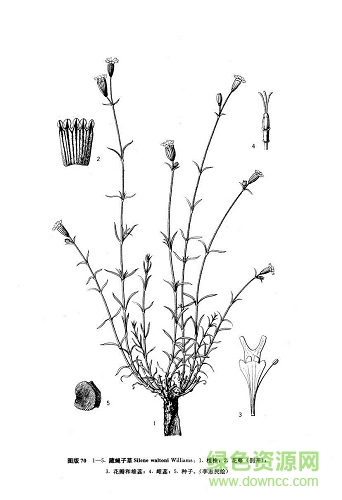 中國(guó)植物志 pdf