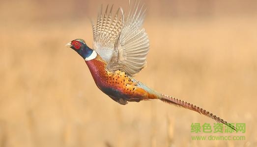 中國鳥類志電子版 上下冊 0