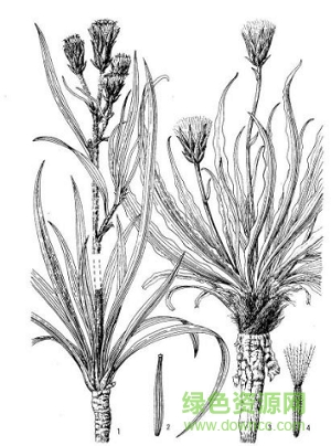 安徽植物志pdf全套  0