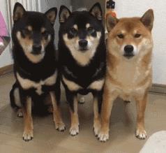 出列柴犬套路表情包