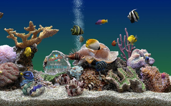 3d熱帶魚(yú)屏保