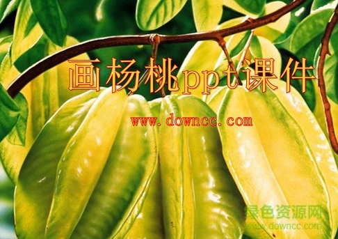 畫(huà)楊桃公開(kāi)課ppt  0