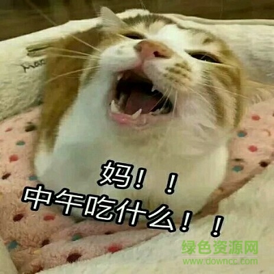 貓喊媽的表情包  0