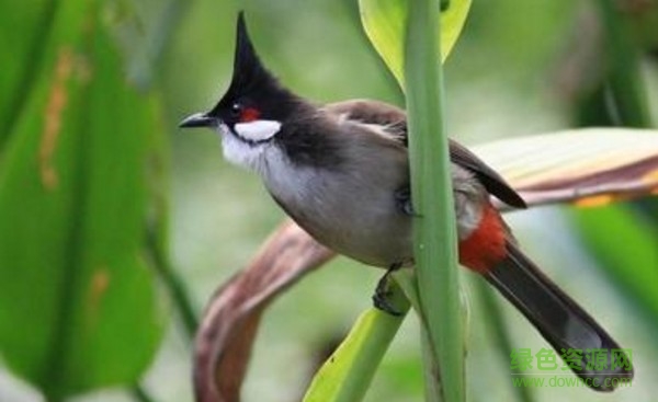 “鳥(niǎo)叫聲mp3”