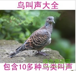 “鳥(niǎo)叫聲大全mp3”