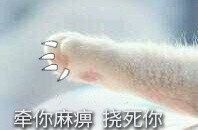 貓爪丑拒