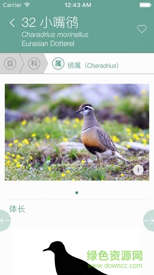 中國(guó)鸻鷸類識(shí)別android v2.0 安卓版 2