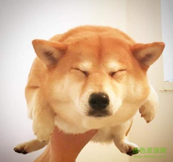 柴犬劃水gif圖片