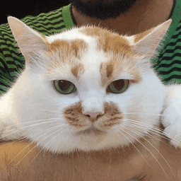 樓樓貓表情包大全 gif