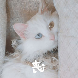 布偶貓表情包動圖