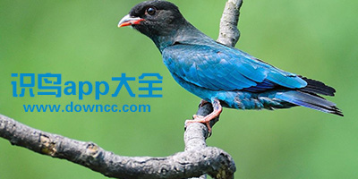 識鳥app