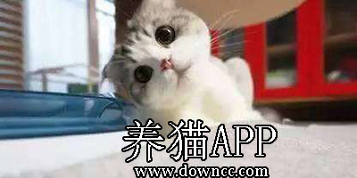 養(yǎng)貓app大全-新手養(yǎng)貓app推薦-養(yǎng)貓知識app下載