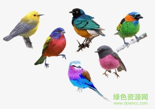 百靈鳥的叫聲mp3