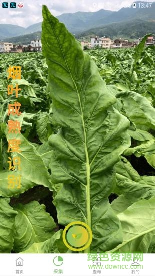 看葉識熟