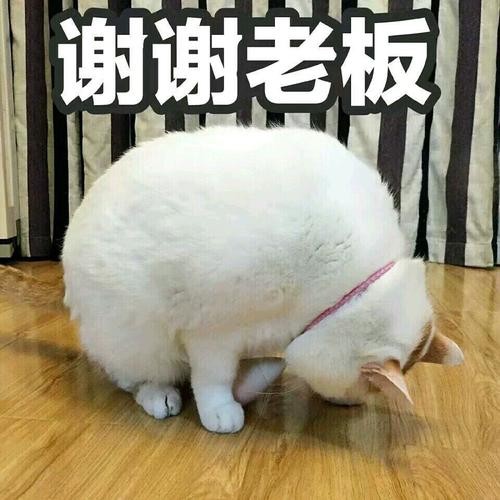 謝謝表情包可愛動(dòng)態(tài)圖