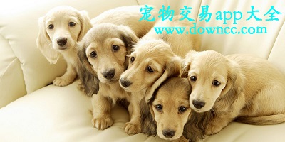 寵物交易app